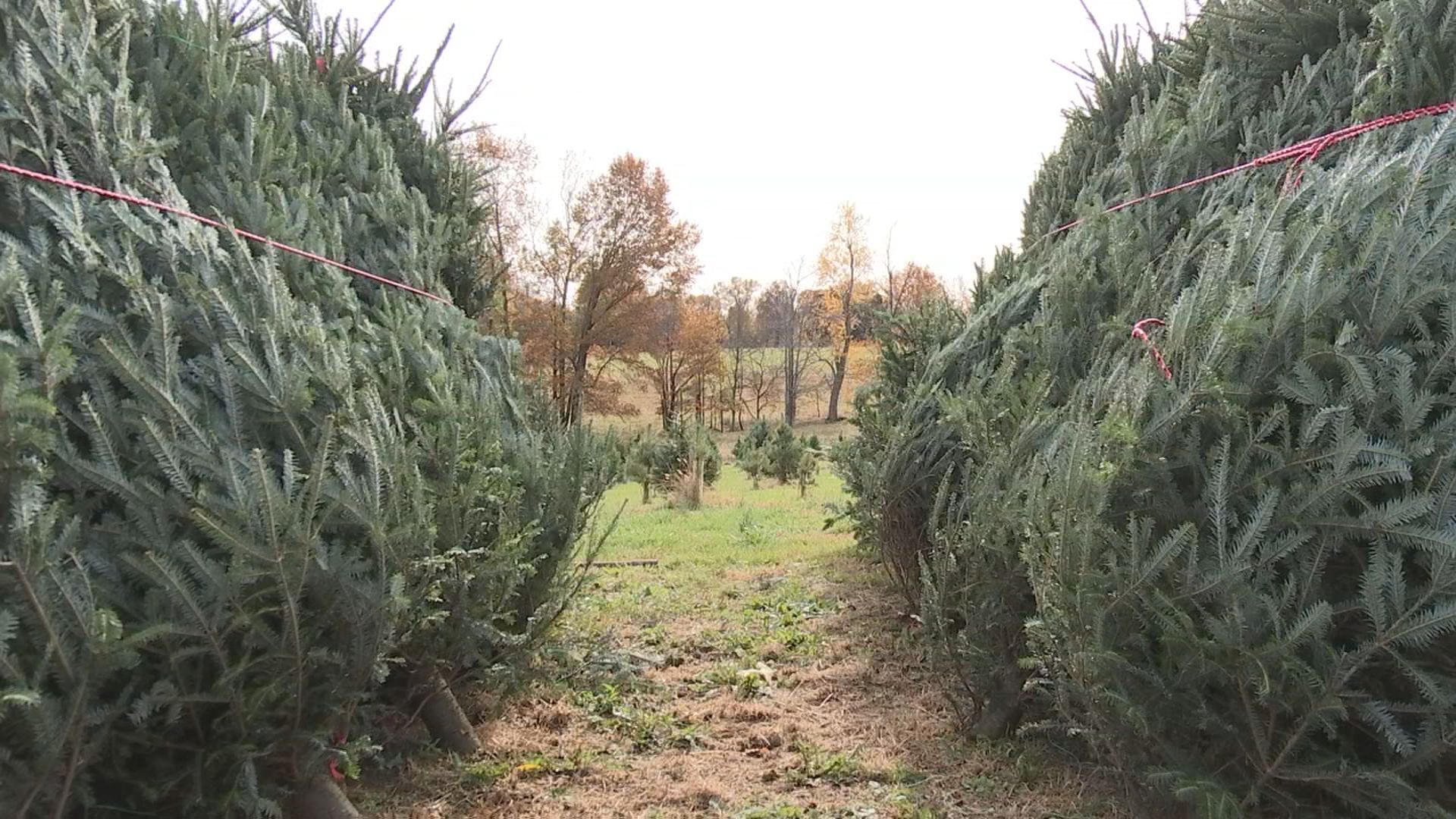 tree shortage1.jpg